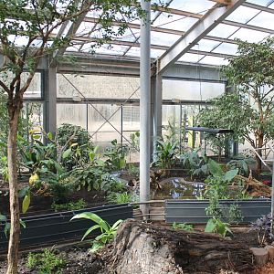 Rainforest-aviary ( Neotropical or Oriental ? )