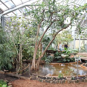 Rainforest-aviary ( Neotropical or Oriental ? )