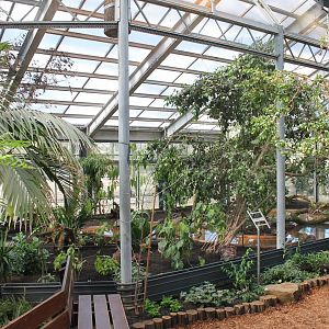 Rainforest-aviary ( Neotropical or Oriental ? )