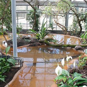 Rainbow-aviary ( Oriental or Neotropical ? )