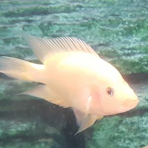 Bay snook-cichlid - Petenia splendida