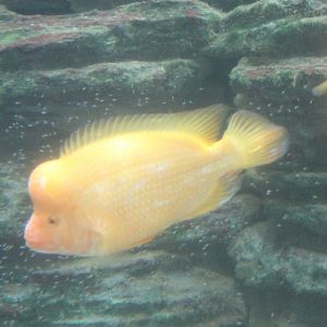 Midas cichlid-pair with young - Amphilophus citrinellus