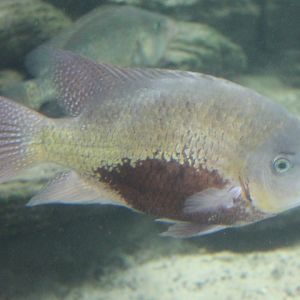 Pantano cichlid - Cincelichthys pearsei