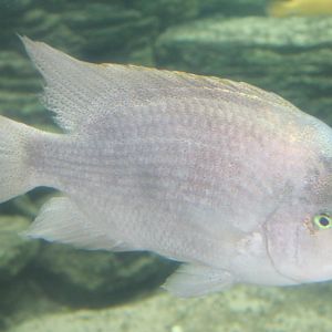 White cichlid - Maskaheros argenteus