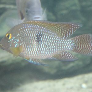 Pearl cichlid - Geophagus brasiliensis
