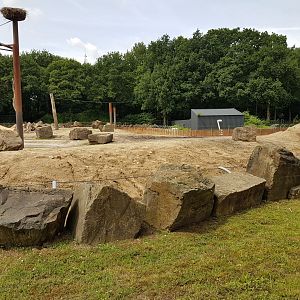 Outdoor-enclosure African elephant
