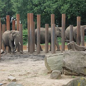 African elephants