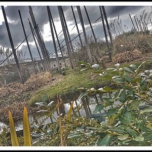 Chester Zoo Monkey Island Lion Tailed Macaque