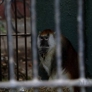 Blue Nile Patas Monkey, February 2017