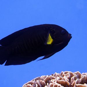 Yellowfin angelfish, March 2018