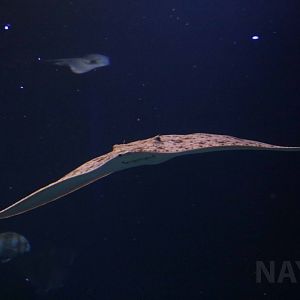 Spiny butterfly ray, March 2018