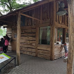 Indoor-enclosure Red river hog