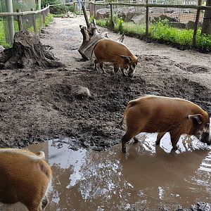 Red river hog-enclosure
