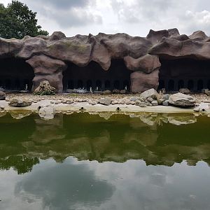 Humboldt penguin-enclosure