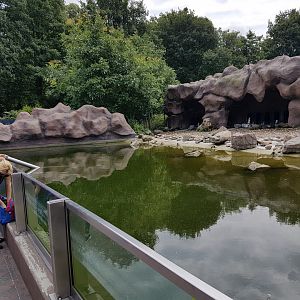 Humboldt penguin-enclosure - with underwater-viewing