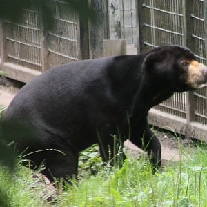 Sun bear