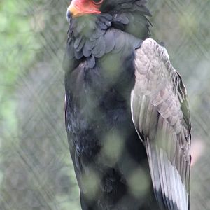 Bateleur