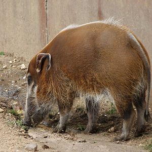 Red river hog