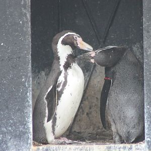 Humboldt penguins