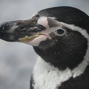 Spheniscus humboldti