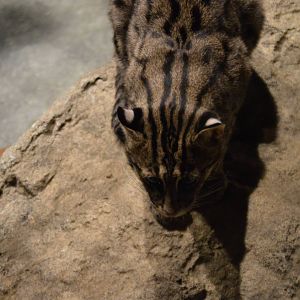 Prionailurus viverrinus