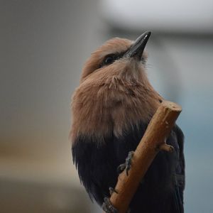 Coracias cyanogaster