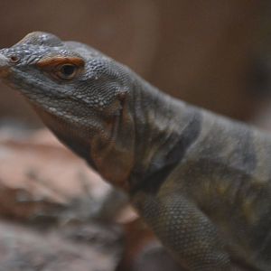 Petrosaurus thalassinus