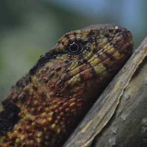 Shinisaurus crocodilurus