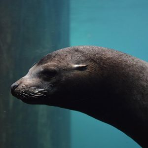 Zalophus californianus