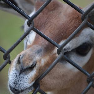 Litocranius walleri walleri actively trying to destroy the fence