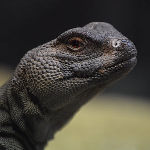 Uromastyx geyri