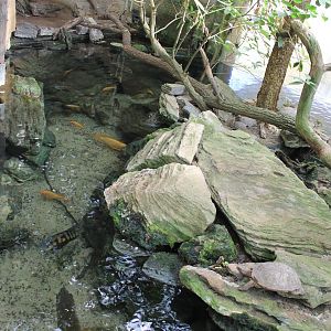 Neotropical fish and turtle enclosure