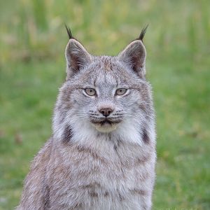 Canada lynx : Hamerton : 01 Apr 2018