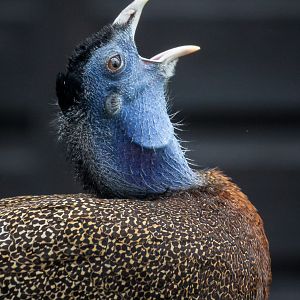 Great argus : Hamerton : 01 Apr 2018