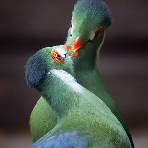 White-cheeked turaco : Hamerton : 01 Apr 2018