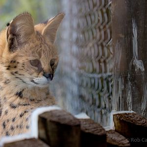 Serval : Hamerton : 01 Apr 2018