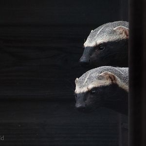 Greater grison : Hamerton : 01 Apr 2018