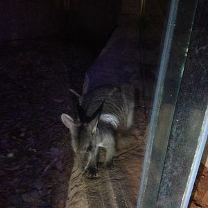 ID? - Short-eared or Wilkin's?