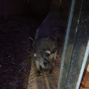 ID? - Short-eared or Wilkin's?