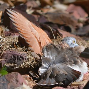 Bar-shouldered dove sunning