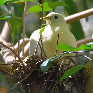 Nesting Pied Imperial pigeon