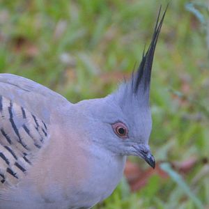Crested pigeon