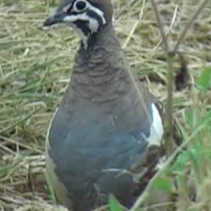 Squatter pigeon