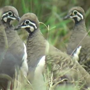Squatter pigeons