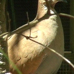 Female Flock bronzewing pigeon