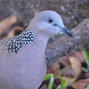 Spotted Turtle-dove