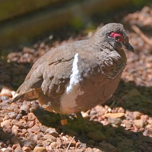 Partridge pigeon     Race  smithii