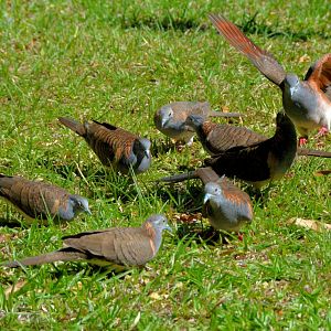 Bar-shouldered doves
