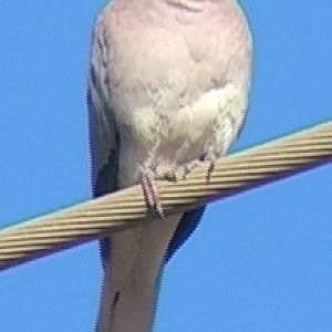 Laughing turtle-dove
