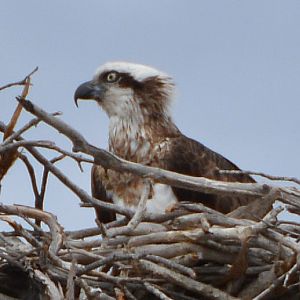 Nesting Osprey